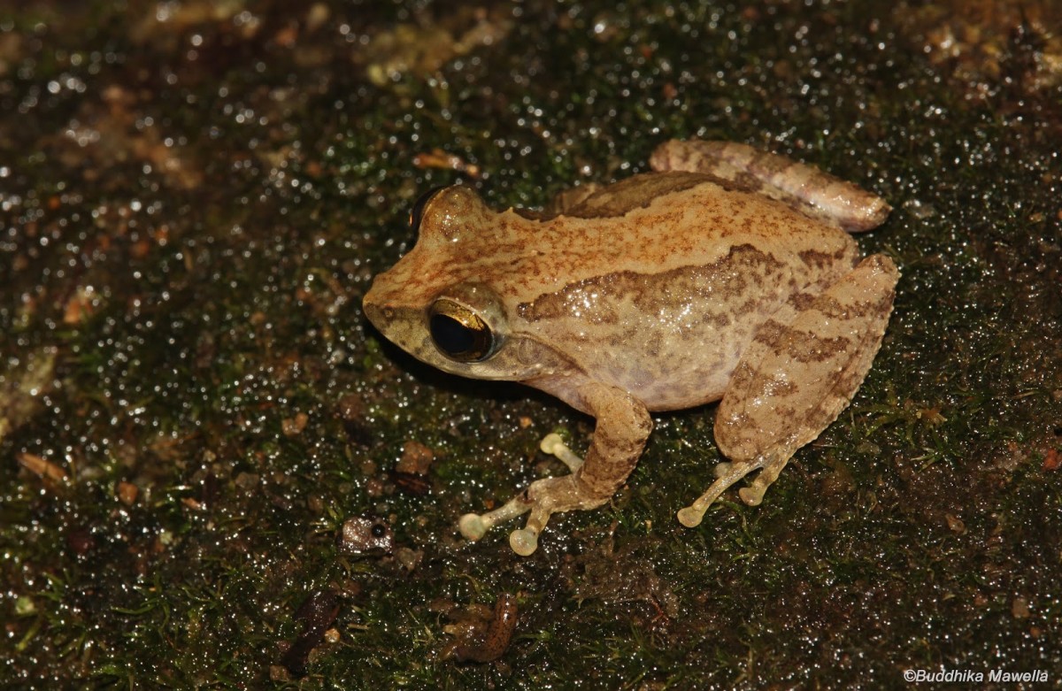 Pseudophilautus fulvus Manamendra-Arachchi & Pethiyagoda, 2005